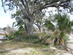 Mississippi Feb 5 2007