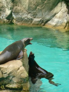 Sea lions vocalizing