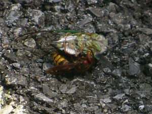 Cicada killer