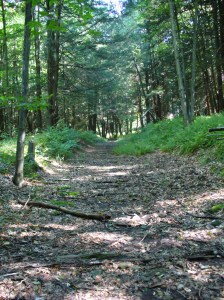 Logging railroad bed