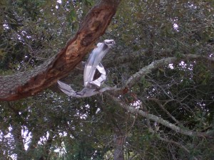 Debris in tree