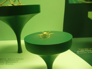 Itty bitty frog skeleton