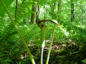 Jack-in-the-pulpit