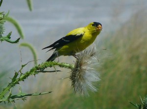 Goldfinch