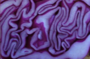 Rotkohl pattern 2