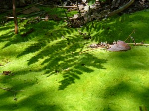 Fern shadow on moss