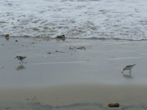 Birds finding things