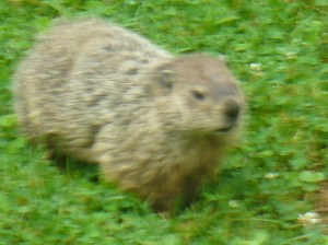 Big fat groundhog