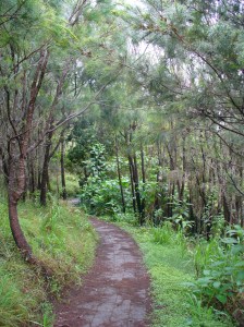 Trail through woods