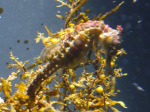 Seahorse