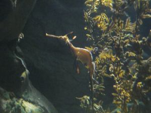 Weedy Sea Dragon