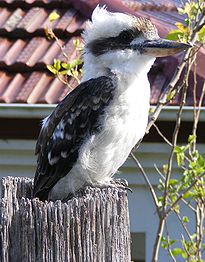 Kookaburra - web