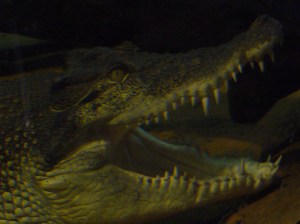 Saltie eying little girl