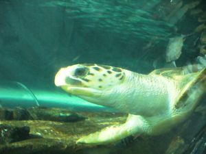 Sea turtle