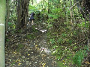 Maori Track Maori Track