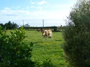 Farm cow