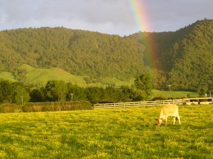 Cow at the end of the rainbow
