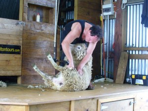 Shearing a sheep
