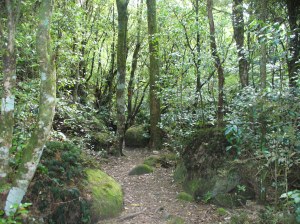 Track through the bush Track through the bush