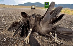 Raven roadkill